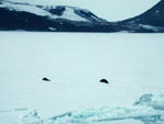 View from the Polar Sea