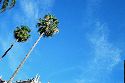 palm_trees-tb.JPG