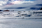 Skua among the Seals