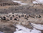 Adelie Penguin group