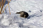 baby seal